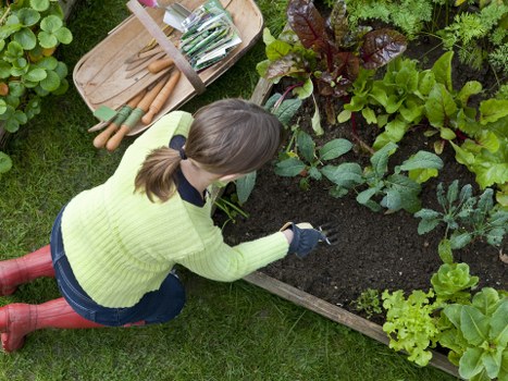 Hedge trimmer cutting a neatly shaped hedge in a suburban garden